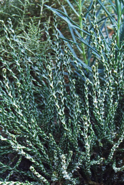 Ozothamnus selago var macrophyllum photo